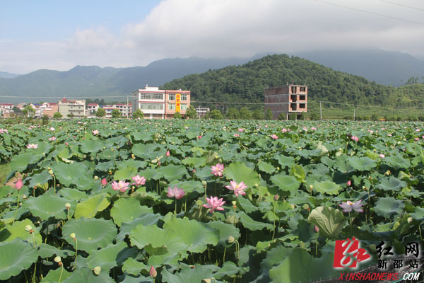 严塘镇最新项目，地方发展的璀璨明珠引领未来